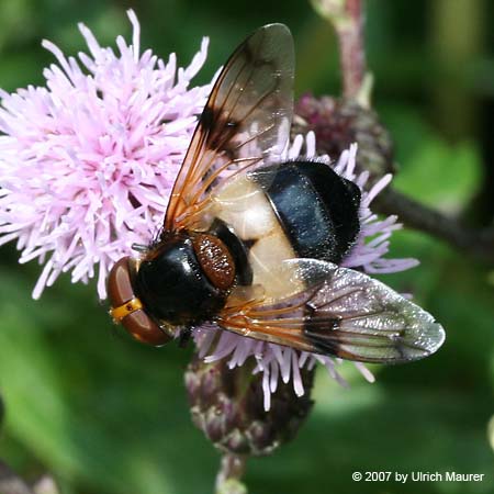 Gemeine Waldschwebfliege