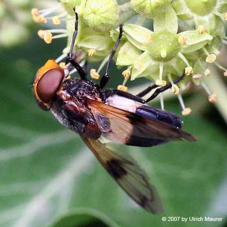 Gemeine Waldschwebfliege