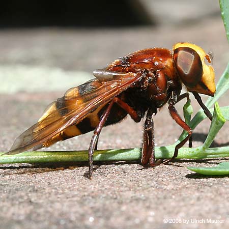 Große Waldschwebfliege