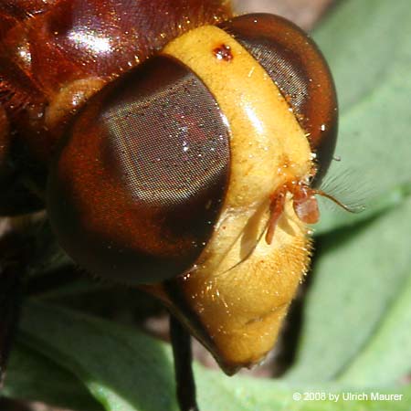 Große Waldschwebfliege