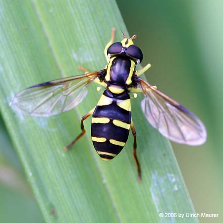 Späte Gelbrand-Schwebfliege