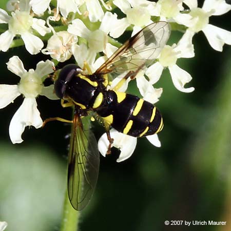 Späte Gelbrand-Schwebfliege