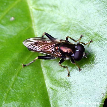 Gemeine Langbauchschwebfliege