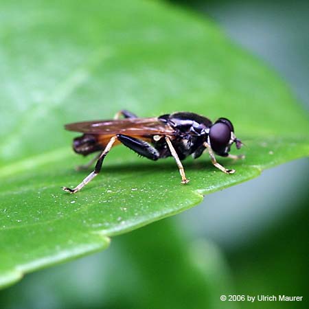 Gemeine Langbauchschwebfliege