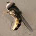 Frühe Großstirnschwebfliege