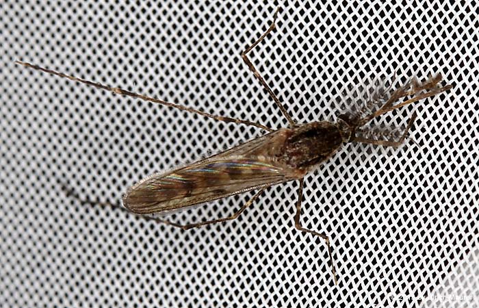 Ringelmücke oder Große Hausmücke