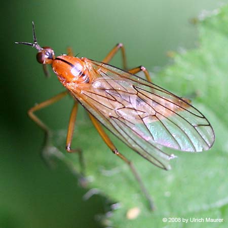 Empis (Xanthempis) sp.