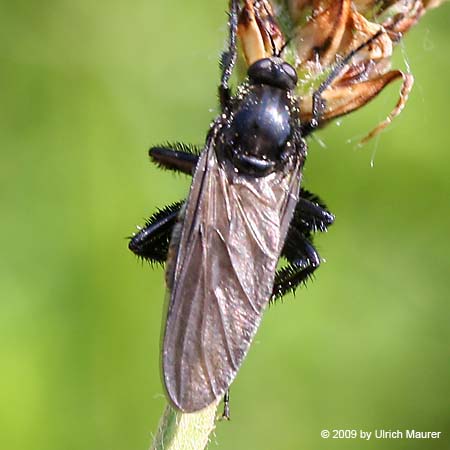 Schwarze Tanzfliege