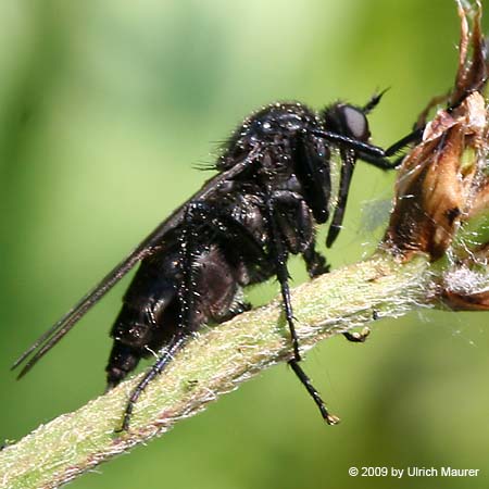 Schwarze Tanzfliege