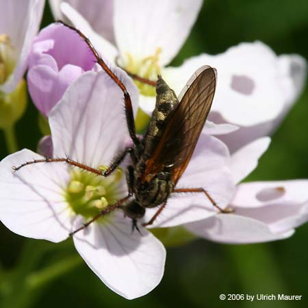 Empis sp.