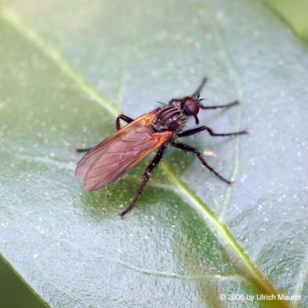 Empis sp.