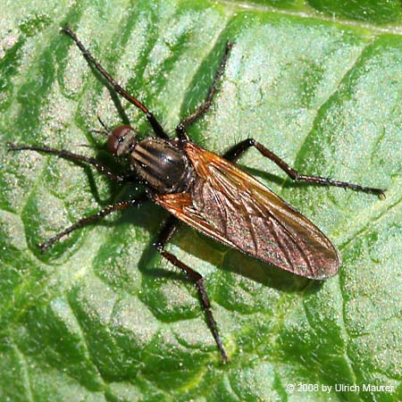 Empis tessellata