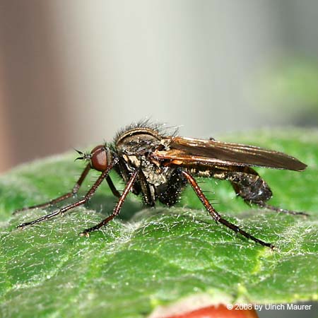 Empis tessellata