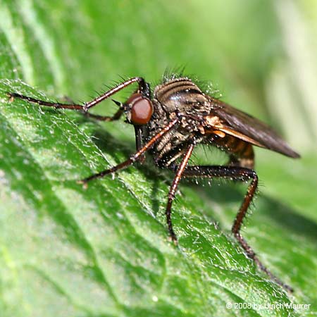 Empis tessellata
