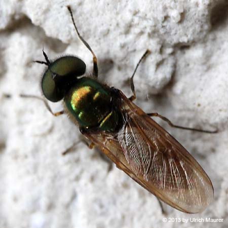 Chloromyia formosa