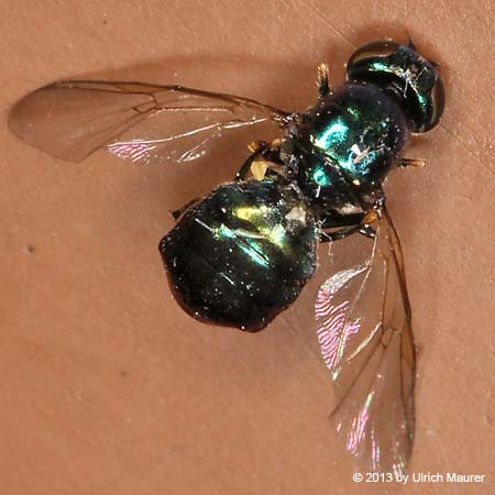 Grünglänzende Waffenfliege - Weibchen
