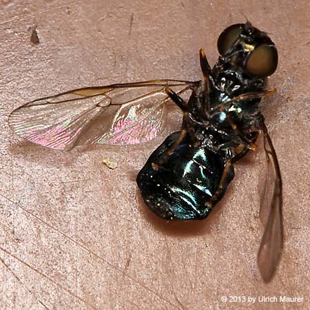 Grünglänzende Waffenfliege - Weibchen