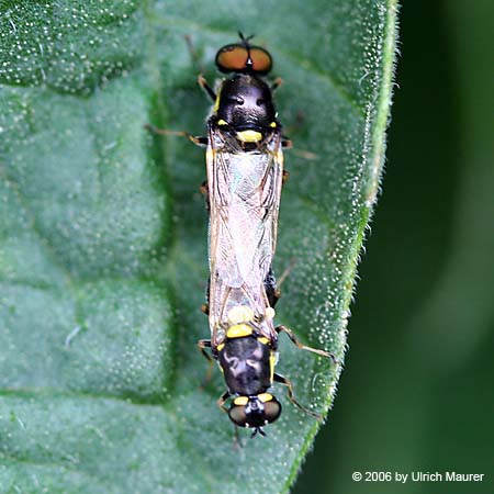 Oxycera leonina