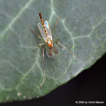 Chironomus sp.