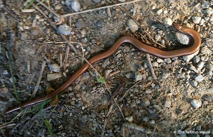 Blindschleiche