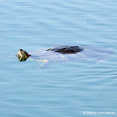 Rotwangen Schmuckschildkröte