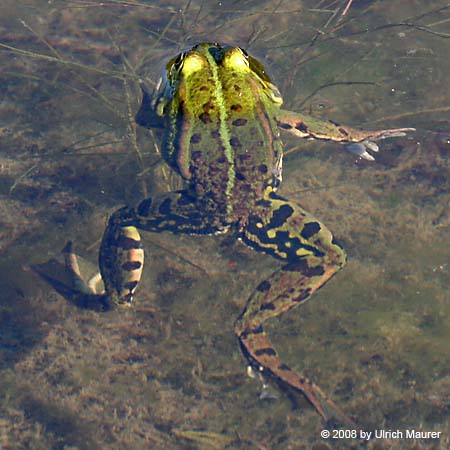 KleinerTeichfrosch