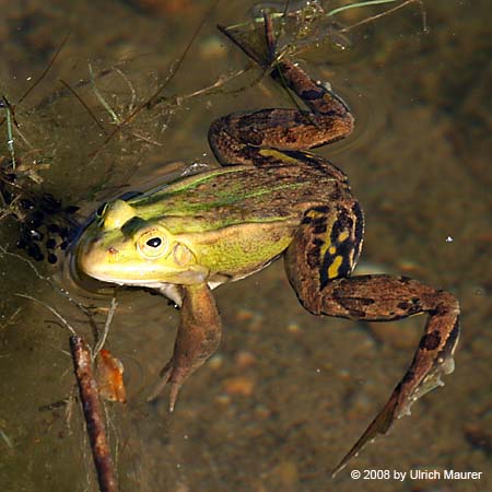 KleinerTeichfrosch