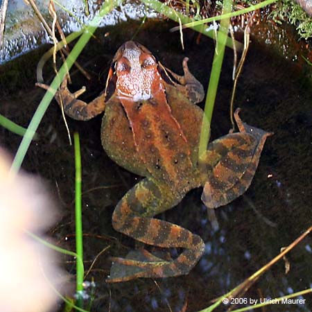 Grasfrosch