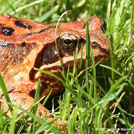 Grasfrosch