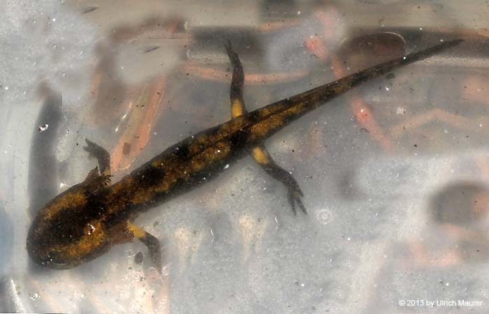 Feuersalamander - Larve