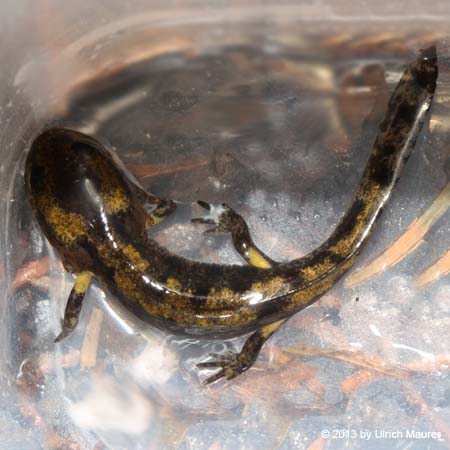 Feuersalamander - Larve