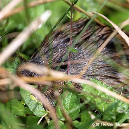 Ostschermaus