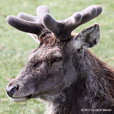 ibasenice 4 Stück Hirsch Tierische Warnpfeife Hirschwarngerät  Entwurmungsmittel Auto Mellophon Zoa Wildwarnpfeife Wildvertreiber  Hirschwarn- Plastik Innere Reisen Feld : : Auto & Motorrad