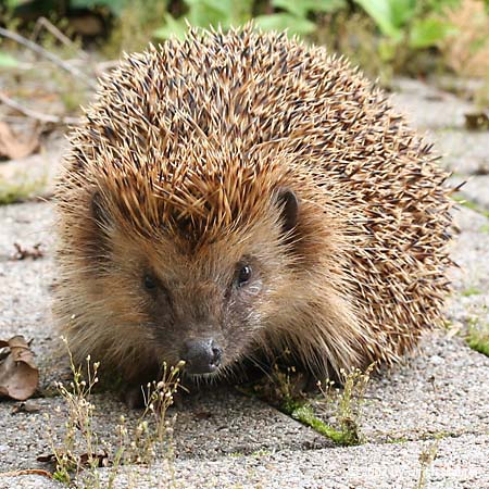 Westeuropäischer Igel