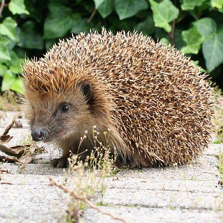 Westeuropäischer Igel