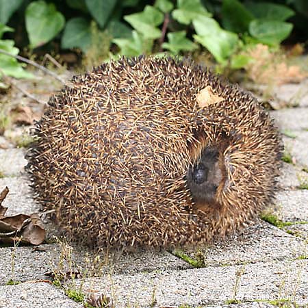 Westeuropäischer Igel