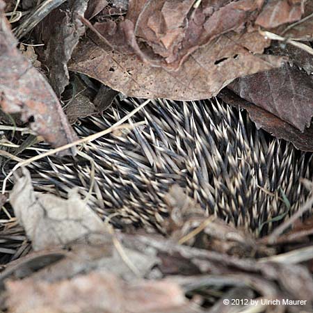 Westeuropäischer Igel