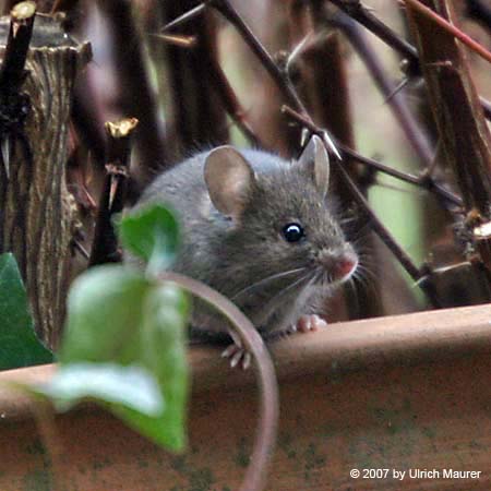 Hausmaus