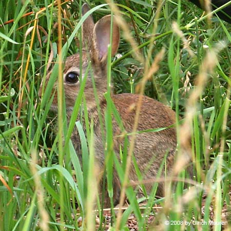 Wildkaninchen