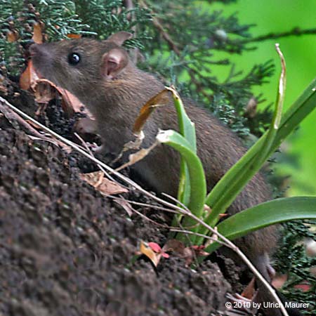 Wanderratte