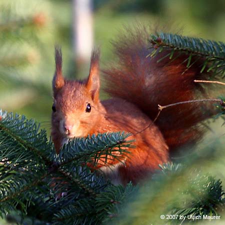 Europäisches Eichhörnchen