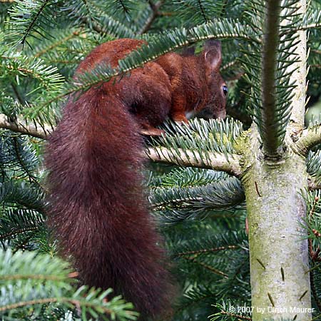 Europäisches Eichhörnchen