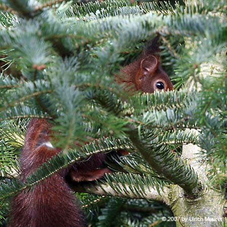 Europäisches Eichhörnchen