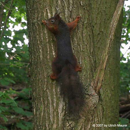 Europäisches Eichhörnchen