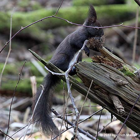 Europäisches Eichhörnchen