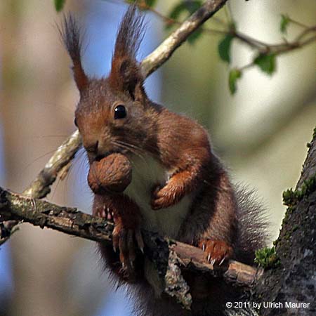 Europäisches Eichhörnchen