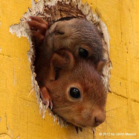 Europäisches Eichhörnchen