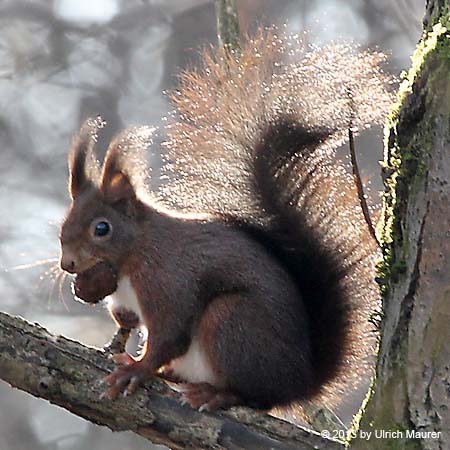 Europäisches Eichhörnchen