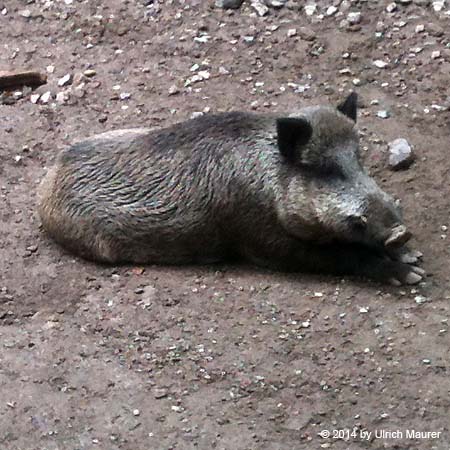 Wildschwein