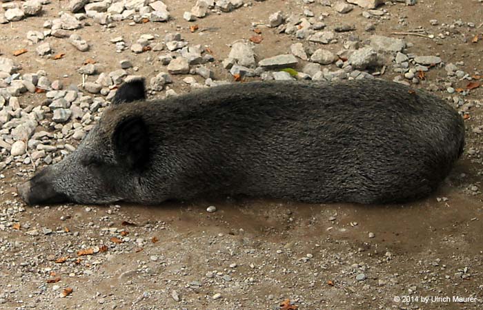 Wildschwein